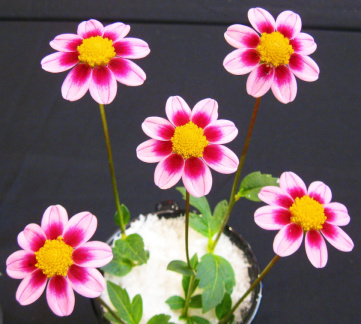 Dahlia ' LO - CLARA '  (Mignon Single)  Lobaugh  W.  USA  2020  Washington State Show, USA 2022  (David Brown)